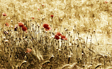 Beautiful red poppy on the barley field.
