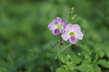 Beautiful purple flowers in nature, tropical forest, selectable focus, blurred background.