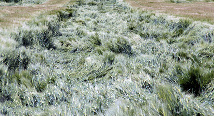 Damaged barley, after severe wind and storm in summer.