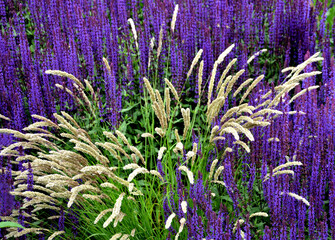 Melica ciliata, the hairy melic or silky spike melic, is a species of perennial bunchgrass native...
