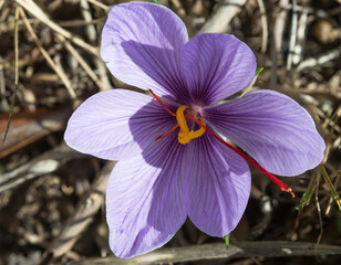 primo piano di fiore di crocus