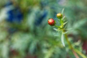 Yellow flower bud (Mexican Aster) Scientific name: Cosmos bipinnatus Cav. Selectable focus, background blur.