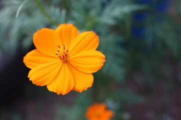 Yellow flower (Mexican Aster). Beautiful morning in nature. Tropical forest. Selective focus. Blurred background.