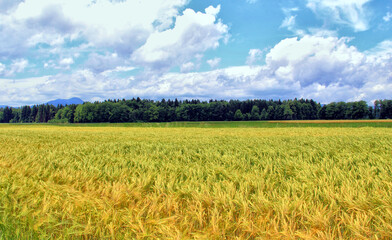 Vivid yellow barley field.