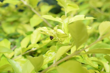 Chillie plants with chillies
