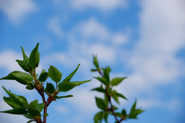 Fototapeta premium Up view on tree and clouds on blue sky