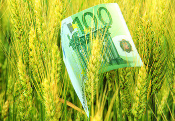 Euro paper money, one hundred EUR in cereal. Expensive food production.