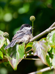 Black capped chickadee on the branch
