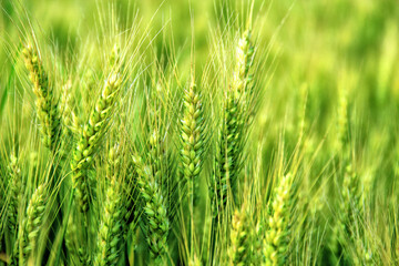 Vivid green, young barley on the field.