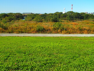 晩秋の除草された江戸川土手とk枯荻のある河川敷風景