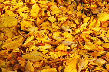 Yellow leaves, tree, autumn time.