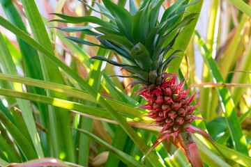 Fototapeta premium アナナス・ナヌス。Ananas nanus