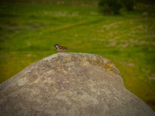bird on a rock