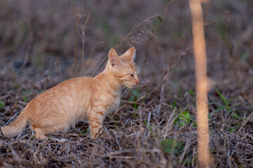 興味津々な子猫　茶トラ猫