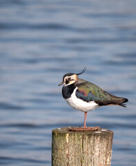 Northern Lapwing, Vanellus vanellus