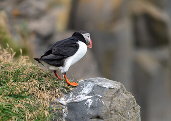 The Atlantic puffin, also known as the common puffin