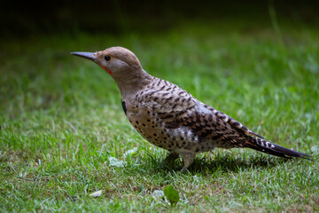 photography of Northern flicker in Canada