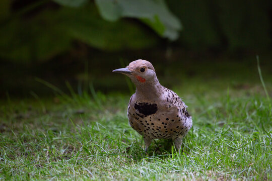 photography of Northern flicker in Canada