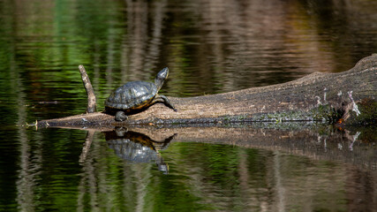 a turtle is on the log taking a rest