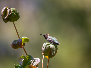 humming bird on a small leaf