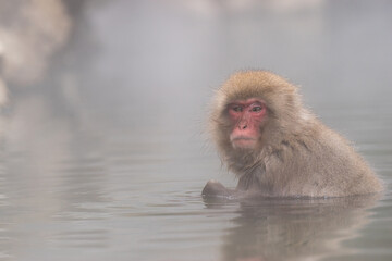 風呂であたたまるニホンザル　地獄谷野猿公苑