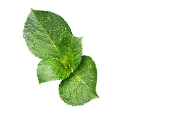 Green leaf of Hydrangea plant isolated white background