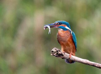 Common Kingfisher, Alcedo atthis