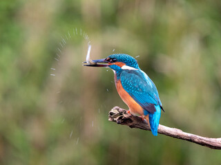 Common Kingfisher, Alcedo atthis