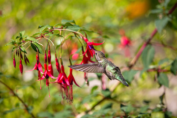 humming bird is eating honey from red flowers