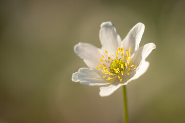 Beautiful and gentle spring flower in late afternoon light. Macro, close up photo of this very common flower that can be found around creeks, rivers and wet meadows. Anemone is beautiful spring flower