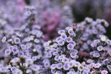 Purple Marguerite flowers on a natural floral background. Beautiful flower in the garden