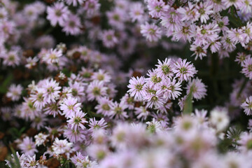 White Marguerite flowers on a natural floral background. Beautiful flower in the garden