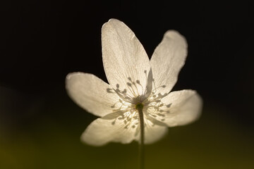 Fototapeta na wymiar Beautiful and gentle spring flower in late afternoon light. Macro, close up photo of this very common flower that can be found around creeks, rivers and wet meadows. Anemone is beautiful spring flower