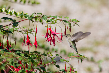 humming bird is eating honey from red flowers