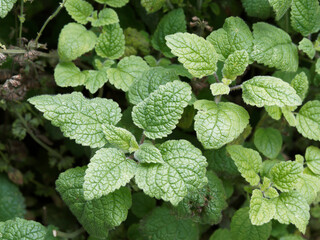Menthe des jardins ou menthe frisée, mentha spicata, aux feuilles vert-profond, nervurée à poils crépus-laineux © Marc
