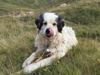 Naklejka na ściany i meble Montagne des Pyrénées (chien) se léchant les babines devant un os de mouton dans les Alpes