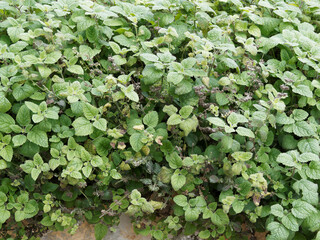 (Mentha spicata) Menthe verte ou crépue à feuilles ovales-lancéolées vert profond et dentées...