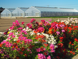 秋の畑の脇に咲く野菊とビニールハウス風景
