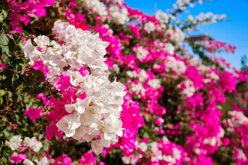 Purple and white flowers on the bush. Thorny ornamental Bougainvillea spectabilis