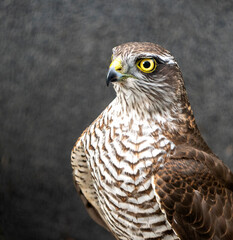 Eurasian Sparrowhawk, Accipiter nisus