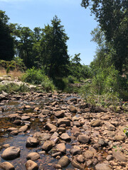 river in the forest