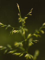 close up of green leaves