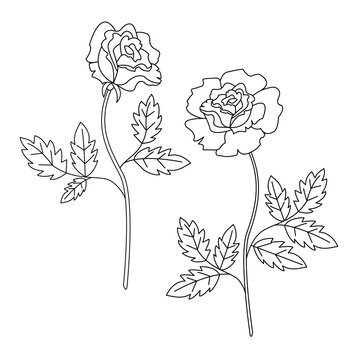 Rose bleck and white. Floral set. Line art.