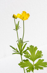 ranunculus bulbosus isolatoi con fiore giallo