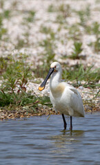 Eurasian Spoonbill, Platalea leucorodia
