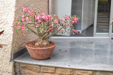 Bonsai Tree with pink flowers in an earthen pot
