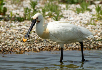 Eurasian Spoonbill, Platalea leucorodia