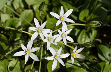 Obraz na płótnie Canvas gruppo di ornithogalum umbellatum a fiori bianchi 