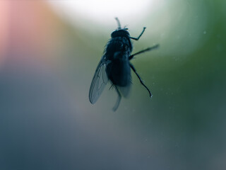 Fly on a window
