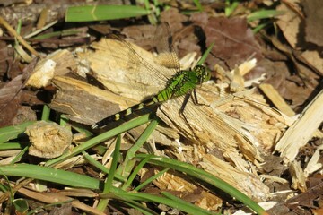 Green tropical dragonfly against a wood background, closeup